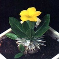 Pachypodium brevicaule (2991 відвідувань) Фото и растение Александра и Сергея Червинко (Винница)... Pachypodium brevicaule
