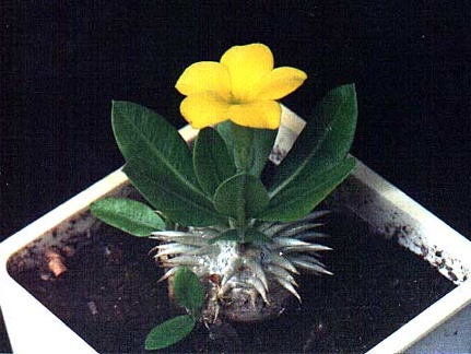 Pachypodium brevicaule (2991 відвідувань) Фото и растение Александра и Сергея Червинко (Винница)... Pachypodium brevicaule