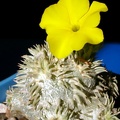 Pachypodium brevicaule (3450 відвідувань) Фото и растение Владислава Мачулиса (Тюмень, Россия)
Pachypodium brevicaule