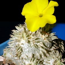 Pachypodium brevicaule (3450 відвідувань) Фото и растение Владислава Мачулиса (Тюмень, Россия)
Pachypodium brevicaule