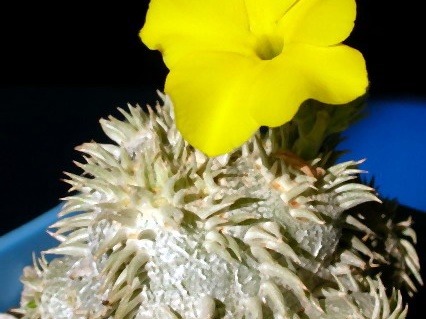 Pachypodium brevicaule (3451 відвідувань) Фото и растение Владислава Мачулиса (Тюмень, Россия)
Pachypodium brevicaule