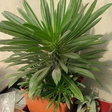 Pachypodium lamerei (65 відвідувань) Pachypodium lamerei