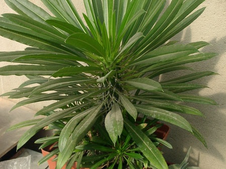 Pachypodium lamerei (65 відвідувань) Pachypodium lamerei