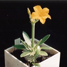 Pachypodium brevicaule (3155 відвідувань) Фото и растение Александра и Сергея Червинко (Винница)... Pachypodium brevicaule