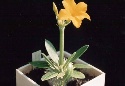 Pachypodium brevicaule (3155 відвідувань) Фото и растение Александра и Сергея Червинко (Винница)... Pachypodium brevicaule