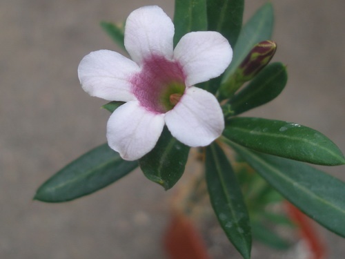 pachypodium bispinosum0 (2628 відвідувань) pachypodium bispinosum0