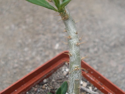 pachypodium bispinosum1 (2728 відвідувань) pachypodium bispinosum1