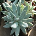 xPachyveria___Glauca.JPG