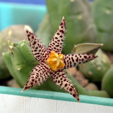 Piaranthus comptus ES-2331 (2689 відвідувань) Piaranthus comptus ES-2331
