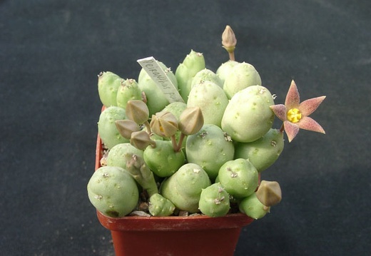 Piaranthus