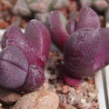 Pleiospilos nelii cv. 'Royal Flush' (3088 відвідувань) Фото и растения Натальи Эллис (Одесса) Pleiospilos nelii cv. 'Royal Flush'