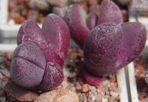 Pleiospilos nelii cv. 'Royal Flush' (3087 відвідувань) Фото и растения Натальи Эллис (Одесса) Pleiospilos nelii cv. 'Royal Flush'