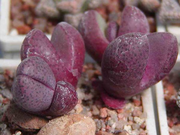 Pleiospilos nelii cv. 'Royal Flush' (3088 відвідувань) Фото и растения Натальи Эллис (Одесса) Pleiospilos nelii cv. 'Royal Flush'
