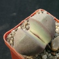 Pleiospilos nelii Royal Flesch (2091 відвідувань) Pleiospilos nelii Royal Flesch