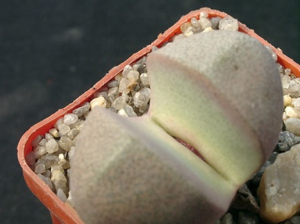 Pleiospilos nelii Royal Flesch (2091 відвідувань) Pleiospilos nelii Royal Flesch