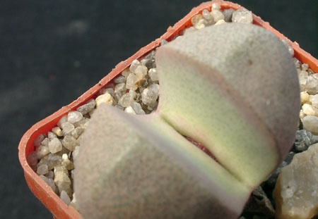 Pleiospilos nelii Royal Flesch (2090 відвідувань) Pleiospilos nelii Royal Flesch