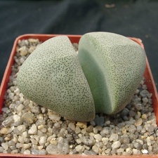 Pleiospilos neliii (1992 відвідувань) Pleiospilos neliii