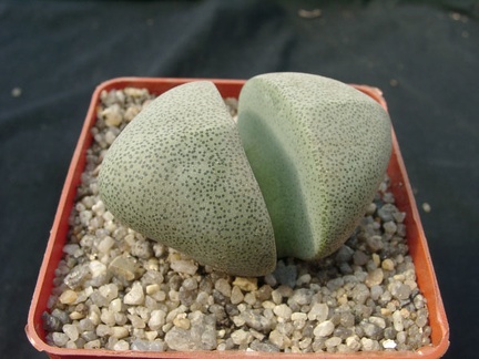 Pleiospilos neliii (1992 відвідувань) Pleiospilos neliii