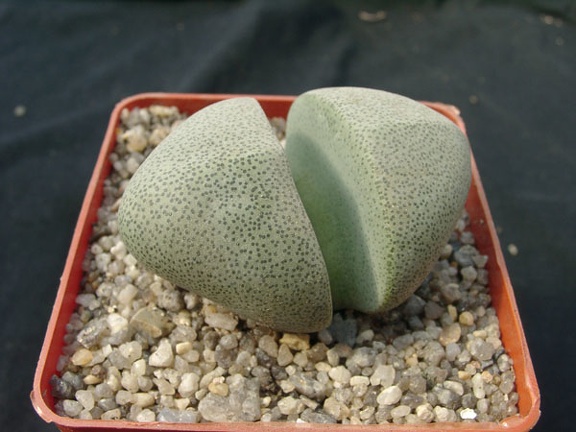 Pleiospilos neliii (1992 відвідувань) Pleiospilos neliii