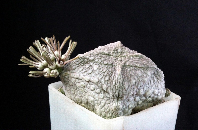 Pseudolithos_cubiformis2.jpg