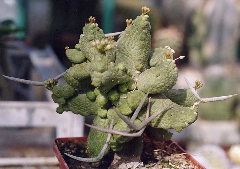 Pseudolitos-caput-veperae.jpg