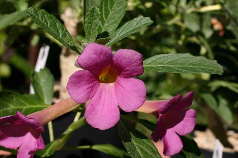 Pterodiscus_eliottii.jpg
