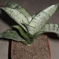 538px-Sansevieria trifasciata cv Silver Hahnii Iv (2544 відвідувань) 538px-Sansevieria trifasciata cv Silver Hahnii Iv