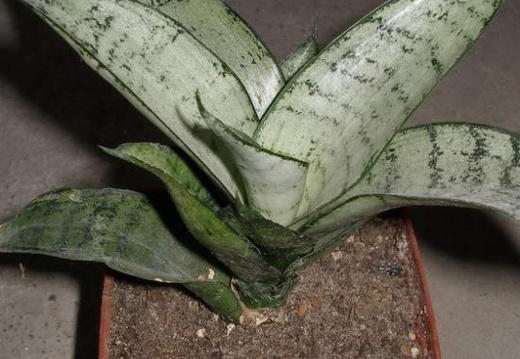 538px-Sansevieria trifasciata cv Silver Hahnii Iv (2546 відвідувань) 538px-Sansevieria trifasciata cv Silver Hahnii Iv