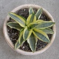 589px-Sansevieria trifasciata cv Golden Hahnii Iv (2181 відвідувань) 589px-Sansevieria trifasciata cv Golden Hahnii Iv