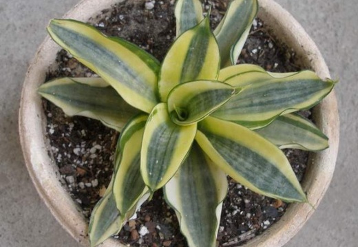 589px-Sansevieria trifasciata cv Golden Hahnii Iv (2182 відвідувань) 589px-Sansevieria trifasciata cv Golden Hahnii Iv