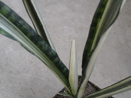 Sansevieria cv Bantel s Sensation Iv (2137 відвідувань) Sansevieria cv Bantel s Sensation Iv