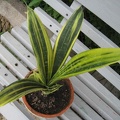 Sansevieria_cv__Gold_Flame_Lez.jpg
