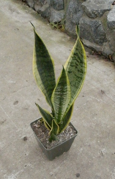 Sansevieria_cv___Futura_Superba.JPG