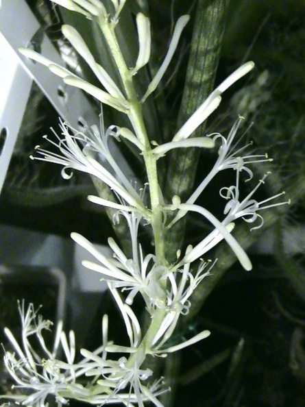 Sansevieria_cylindrica.jpg