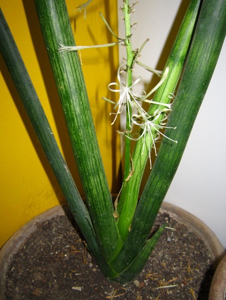 Sansevieria_cylindrica_001.JPG
