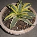 Sansevieria_trifasciata_cv_Golden_Hahnii.JPG