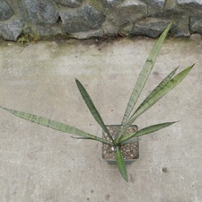 Sansevieria trifasciata cv Silver Princess