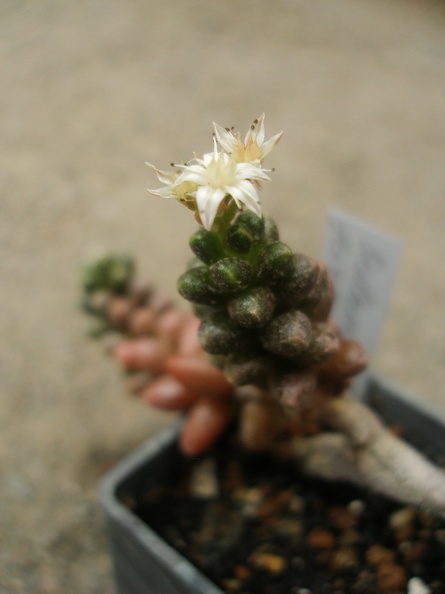 Sedum_furfuraceum_Iv.JPG