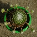 Sempervivum_arahnoiseum.JPG