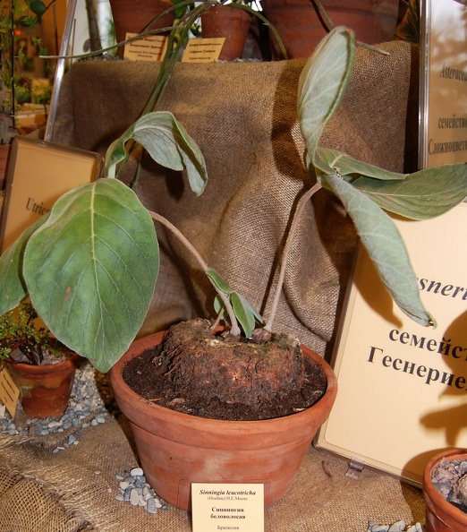 Sinningia_leucotricha.jpg