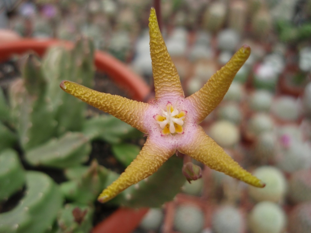 Stapelia flavopurpurea 001 (1980 відвідувань) Stapelia flavopurpurea 001