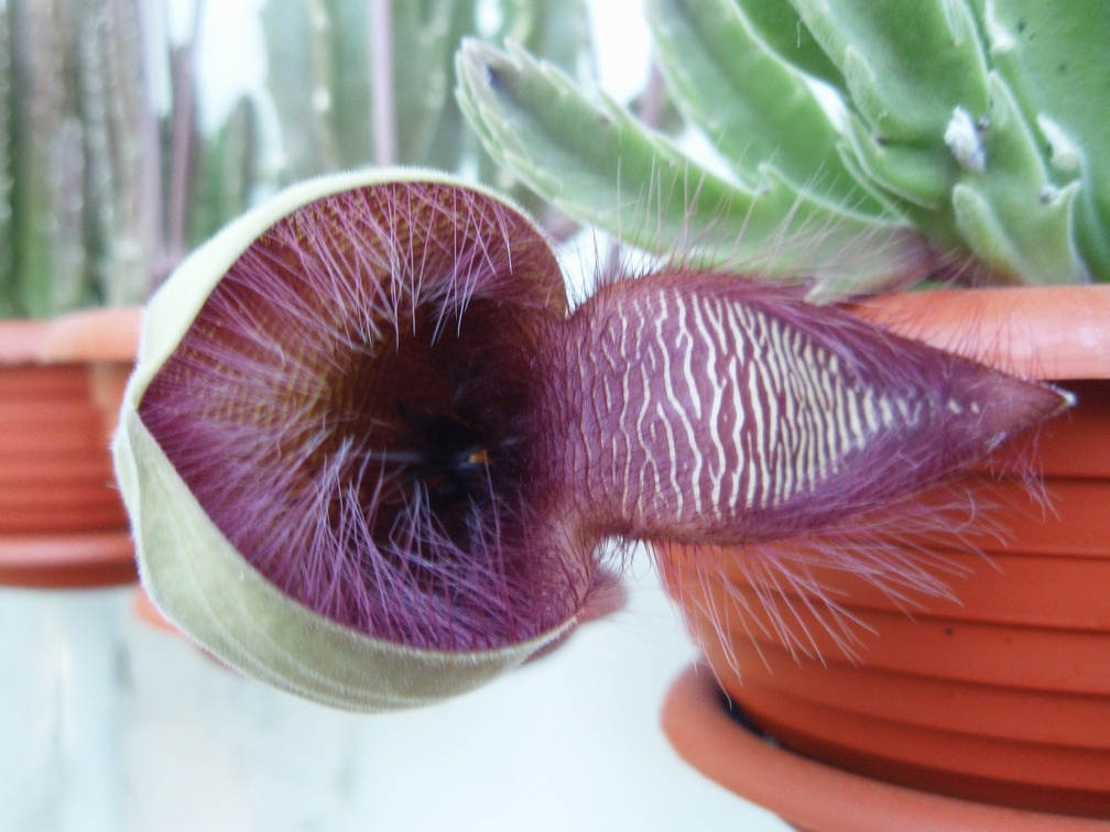 Stapelia hirsuta (1995 відвідувань) Stapelia hirsuta