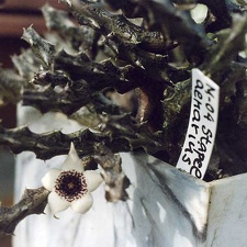 Stapelianthus arenarius