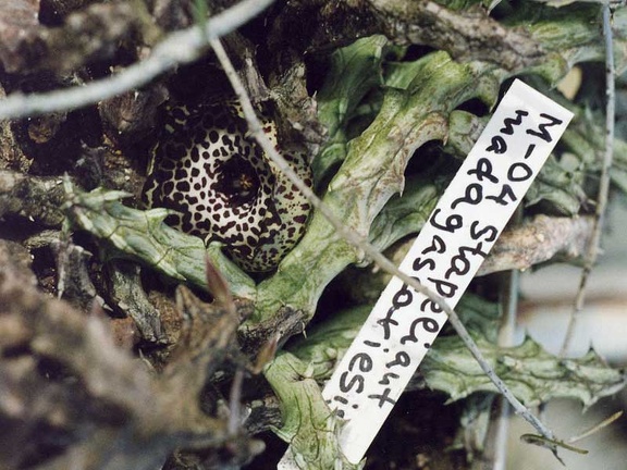 Stapelianthus madagascariensis (2968 відвідувань) Фото и растение Александра и Сергея Червинко (Винница) Stapelianthus madagascariensis