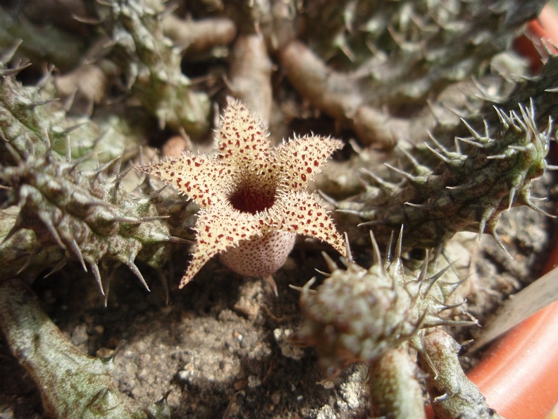 Stapelianthus decaryi (2219 відвідувань) Stapelianthus decaryi