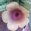 Tavaresia angolensis 001 (2375 відвідувань) Tavaresia angolensis 001