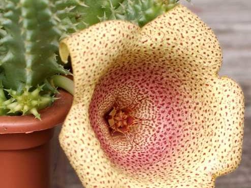 Tavaresia angolensis 002 (1915 відвідувань) Tavaresia angolensis 002