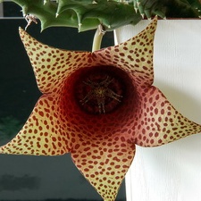 Tavaresia barklyi X Orbea variegata