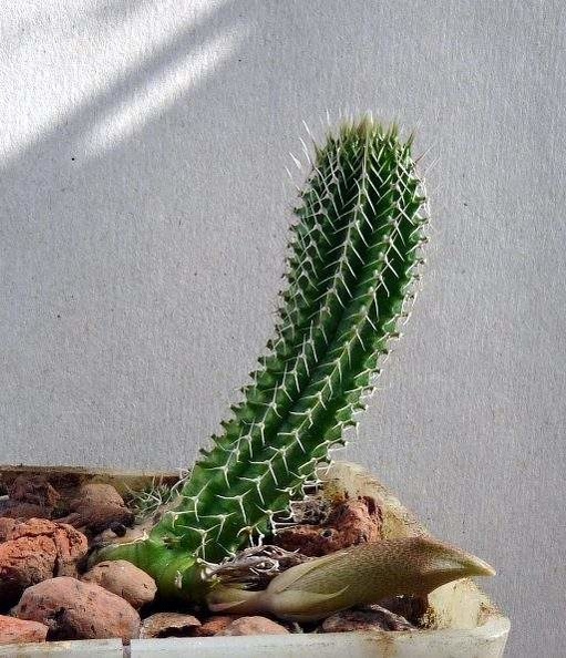 Tavaresia_grandiflora_Navajo_FG.JPG
