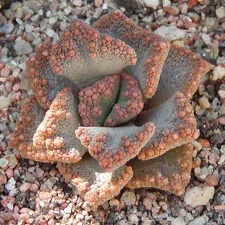 Titanopsis aff. calcarea MG 1870.5 (3054 відвідувань) Фото и растение Натальи Эллис (Одесса)
Titanopsis aff. calcarea MG 1870.5